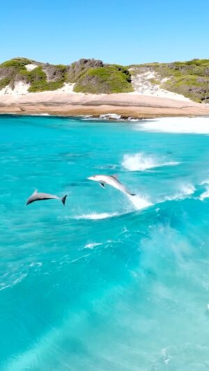 Jaimen Hudson Instagram - Magic moments down at Dolphin Cove 🐬
.
A quick clip from this morning… Such a beautiful Dolphin encounter, watching them surf and play for more than an hour was amazing.
.
#dolphin #surfing #nature #wildlife #australia