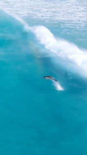 Jaimen Hudson Instagram - Solo surfer 🐬
.
Dolphin surfing, Esperance Western Australia.