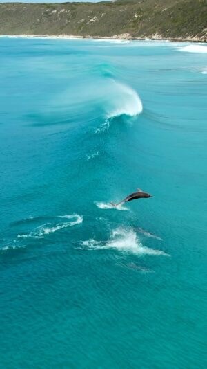 Jaimen Hudson Instagram - Paddle pool 🐬
.
Dolphins surfing, Esperance Western Australia
.
#dolphins #surfing #wildlife #australia