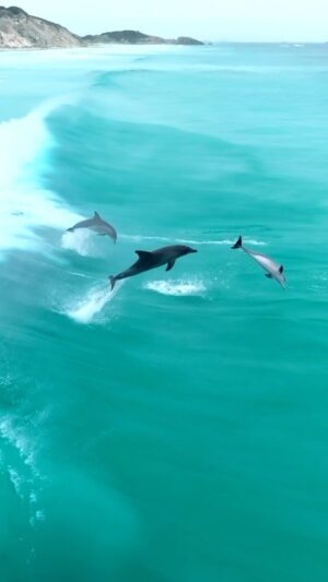 Jaimen Hudson Instagram - Launching into the weekend 🚀🐬
.
Hope you all have a great one.