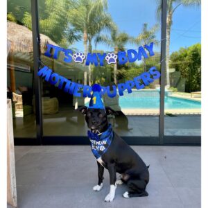 Jaina Lee Ortiz Instagram - My hairy child, Louie, turns 1 today!  Some things have changed since we rescued him @ 4 months… but this remains the same: highly motivated by food, extremely curious, the best snuggler and sleeps 9-10 hours straight! 
@wagsandwalks