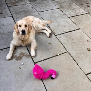 James D'Arcy Instagram - Bernard got totally legless last night. Also the puppy grew up.