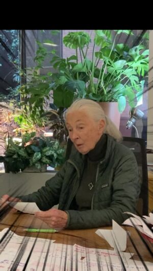 Jane Goodall Instagram - 🎥🌿 "Can we play with monkeys?" 🙊 Check out Dr. Jane Goodall’s insightful response to this common question!

Dr. Goodall explains why it’s crucial not to interact with monkeys and apes in the wild. Our diseases can affect them, and theirs can affect us. We need to respect their natural behaviors in their habitats. Let’s enjoy observing these amazing animals from afar to keep both them and ourselves healthy and safe. 💚🐵

📸 credit: Sylvie

Alt Text
Video of Dr. Jane Goodall reading a question from a fan in her office at the JGI USA headquarters in Washington DC. She makes an incredulous face while reading the question before smiling and answering the question directly to the camera in a gentle and informative manner.

#ChimpCrazy #ChimpSanity #JaneGoodall #JaneGoodallInstitute #JGI #Wildlife #WildlifeConservation #WildlifeSafety #RespectNature #Monkeys #Apes #Chimpanzees