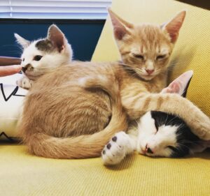 Jared Harris Instagram - We made some new friends today! Thank you to @catconworldwide for helping @allegrariggio arrange our fun shoot (she took all these candid pics), @oh.em.gen & @foundanimals for the support, @shaelacook for being our amazing photographer! All our kitten models are available for adoption at @adoptnshop, 4235 Sepulveda Blvd, Culver City, CA 90230 #TeamHarris #CatConWorldwide #AdoptDontShop