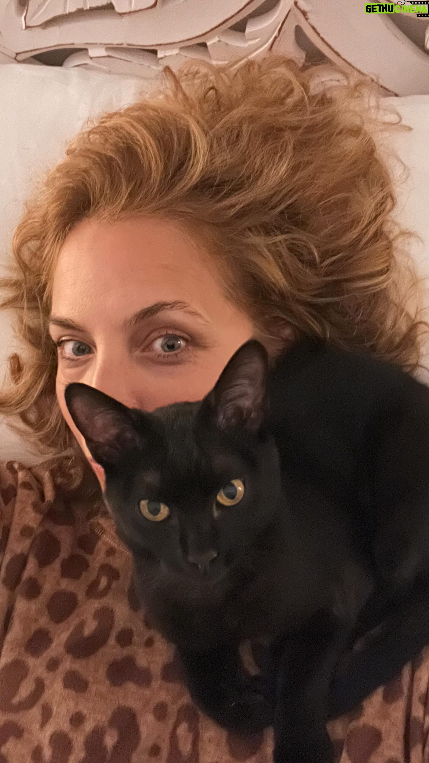 Jasmine Harman - 6.8K Likes - How it started Vs How it’s going… watch until the end to see how these two are getting on now!
When we rescued a kitten in December, we had no idea how little Hazel would fit in with our dog. But, with a lot of hard work and patience, Astro has won her over with his calm and kind nature! #Sweetbutpsycho #howitstartedvshowitsgoing #catsofinstagram #dogsofinstagram