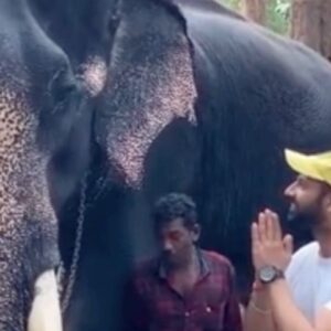 Jeet Raidutt Instagram - My Big Brother from Jangle ✨ #king 
#elephant #elephant🐘 #elephantlove #elephantlover #elephantsofinstagram #elephantfamily