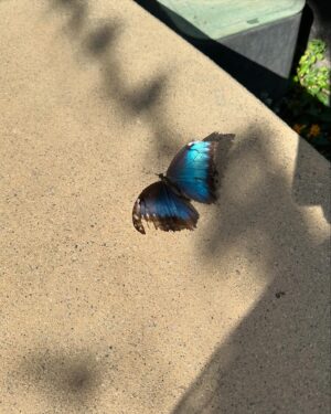 Jenna Ushkowitz Instagram - 🦋