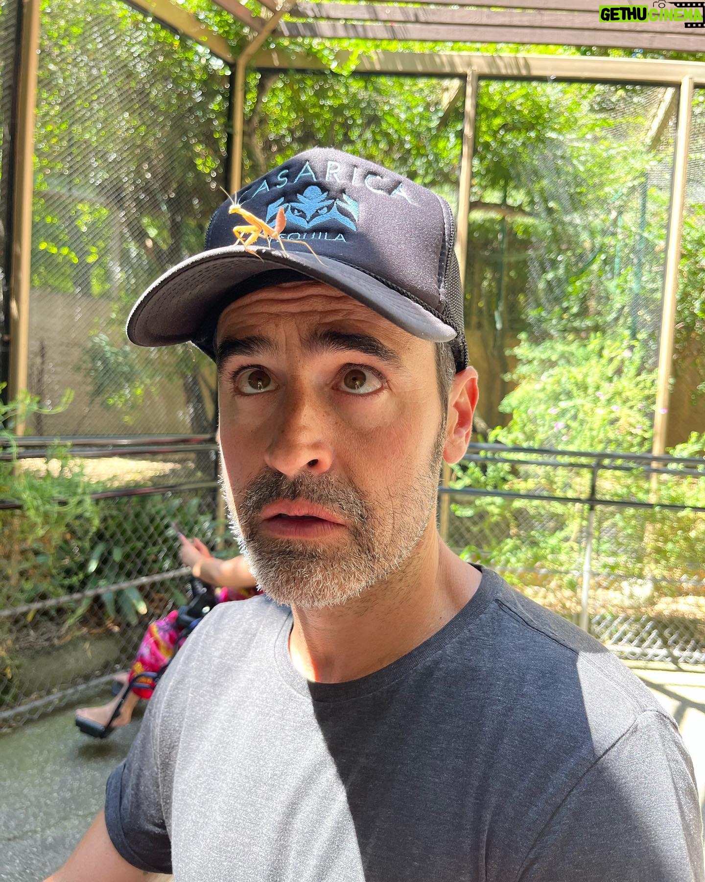 Jesse Bradford - 4.2K Likes - So we took our daughter to the zoo for the first time yesterday but that’s not even the headline. The headline is I SAVED A PINK PRAYING MANTIS AND THEN SHE WOULDN’T LEAVE MY SIDE FOR 7 HOURS. She did the whole zoo with us, then lunch, grocery shopping, and even a friends BBQ (my friend, not her friend, I don’t actually know any of her friends). Anyway, she came all the way home with us. The second to last photo is from when I coaxed her into our creosote bush, where she finally seemed ready to get back to her regular life. The last shot is from right after we met 💚
