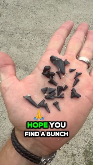 Jesse La Flair Instagram - Wanna find shark teeth? Check out this little secret spot that isn’t even near the beach. #wilmingtonnc #wrightsvillebeach