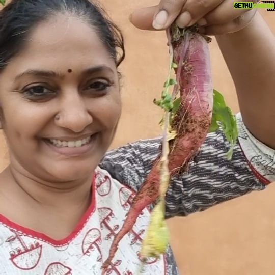 Jhansi - 3K Likes - Red and white radish
Easy and fast growing
Help softening hard soils.