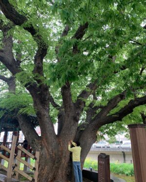 Ji Hyun-woo Instagram - 800년이 넘도록 저 자리에서 마을을 지켜주고 계시는 수호신🙏🌳