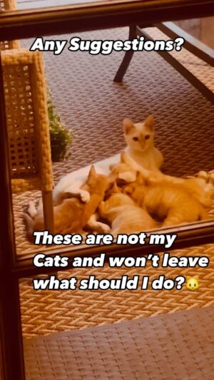 Joe Torry Instagram - “ATTENTION ALL CAT & ANIMAL LOVERS”🐱
I NEED YOUR ADVICE ON WHAT TO DO ABOUT MY FAMILY of CUTE FURRY VISITORS who Come and go as they Please and have taken over my back yard. #LMK😎 #joetorry #animalstuff #catlover #catlife #catvisits #kittylove #kitty #kittycat #catfamily #backyard #cuteandfurry #furryanimals #cuteandfurryanimals #myhouse #mybackyard #kittytime #whattodo #whattodowithcats #takeover  #ig #igreel #iganimals #igcats  @humanesociety @humanesocietyvc