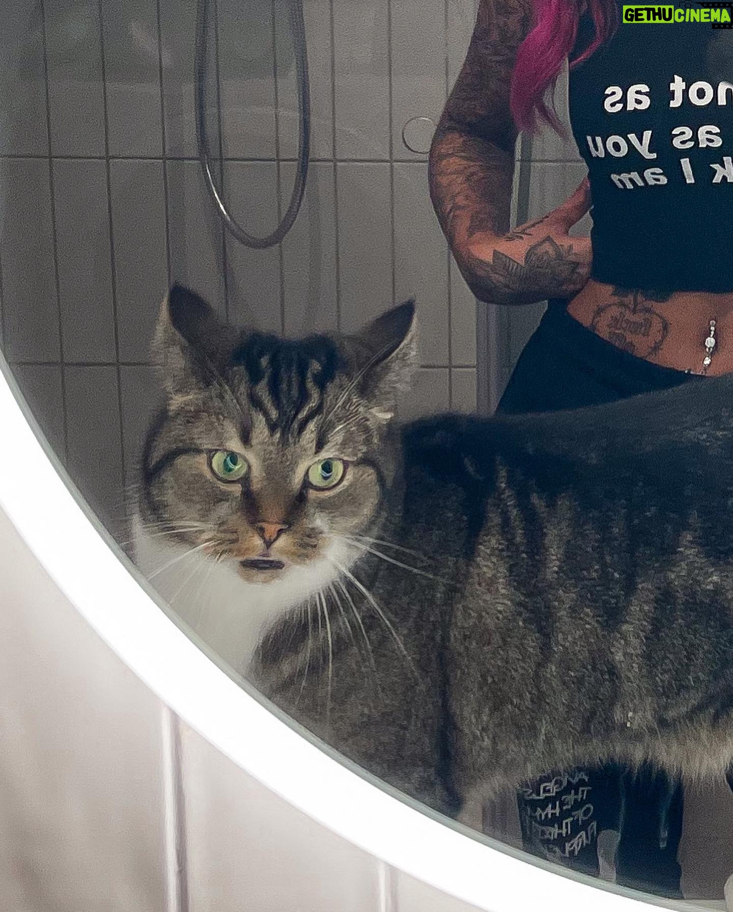 Johanna Ottosson - 9.7K Likes - that’s my cat