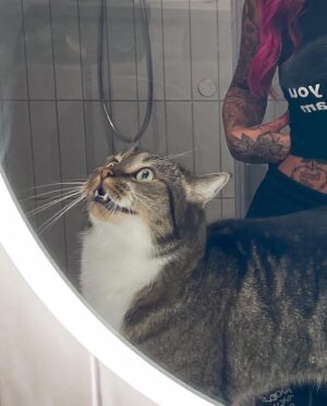 Johanna Ottosson Instagram - that’s my cat