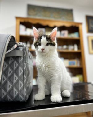 John Cleese Instagram - 🐱 This is Lucky, the latest additon to our family

He comes from Nottingham, but is keen not to go back

#catscatscats #mustlovecats