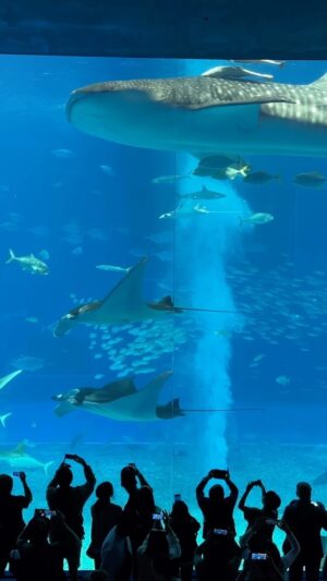 John Daub Instagram - Okinawa’s Churaumi Aquafium was the world’s largest until 2005, this main tank holds 1.98M gallons of water? The glass 60cm / 24 inches thick. Larger aquariums are no.2 Dubai Mall and no.1 Georgia Aquarium in Atlanta. #onlyinjapan #aquarium