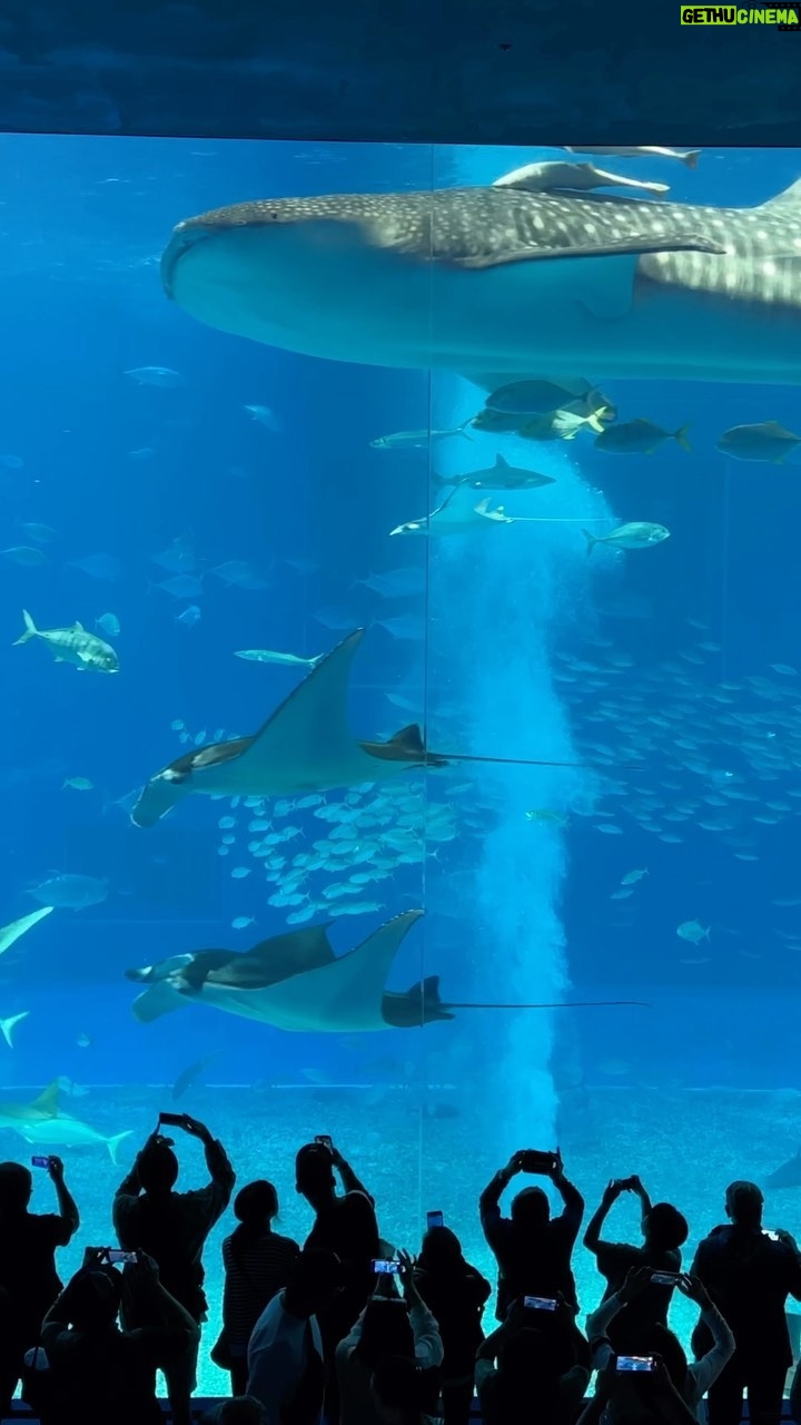John Daub - 8.1K Likes - Okinawa’s Churaumi Aquafium was the world’s largest until 2005, this main tank holds 1.98M gallons of water? The glass 60cm / 24 inches thick. Larger aquariums are no.2 Dubai Mall and no.1 Georgia Aquarium in Atlanta. #onlyinjapan #aquarium