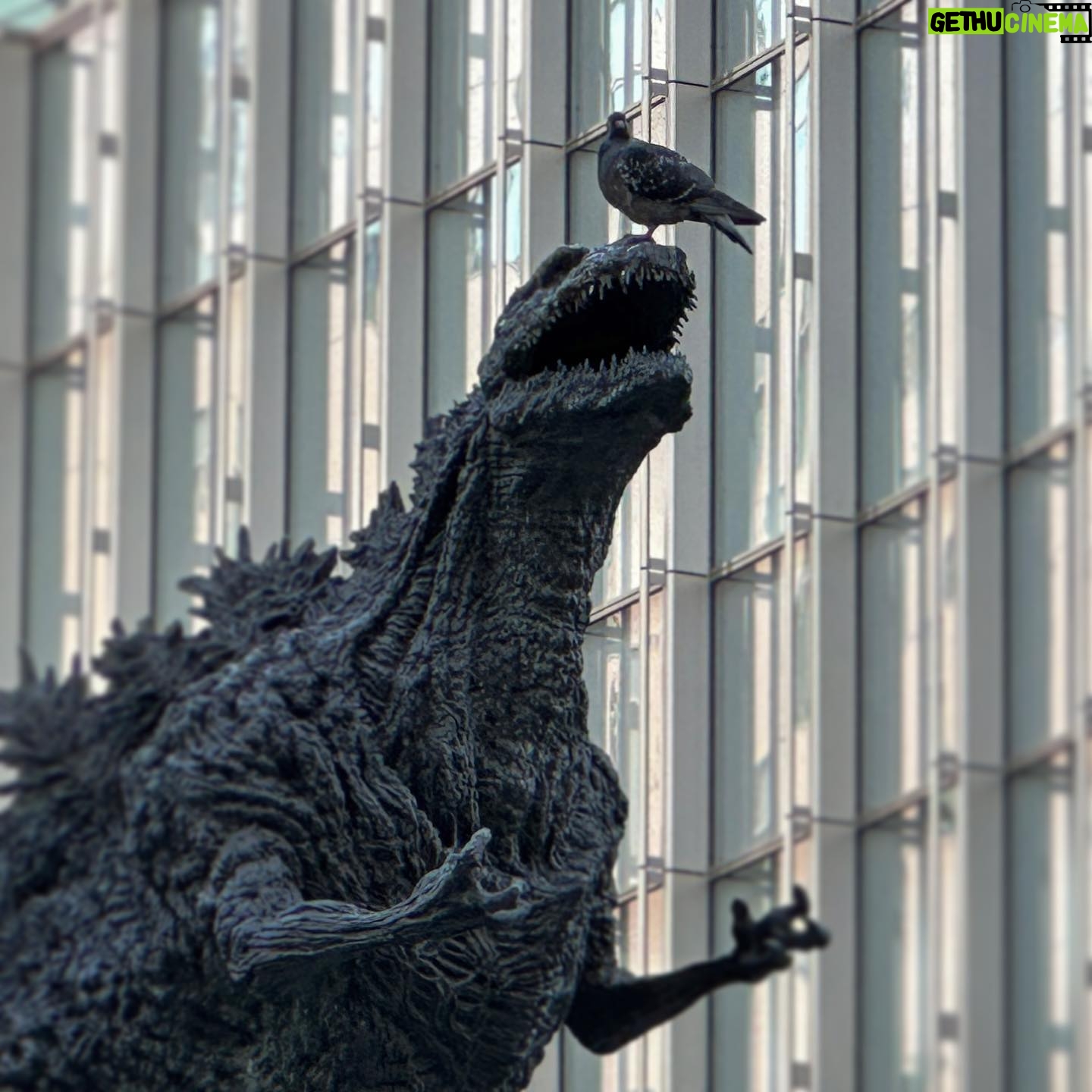 John Daub - 1.5K Likes - Tokyo’s Pigeons are Fearless. To taunt Godzilla like this … 😮