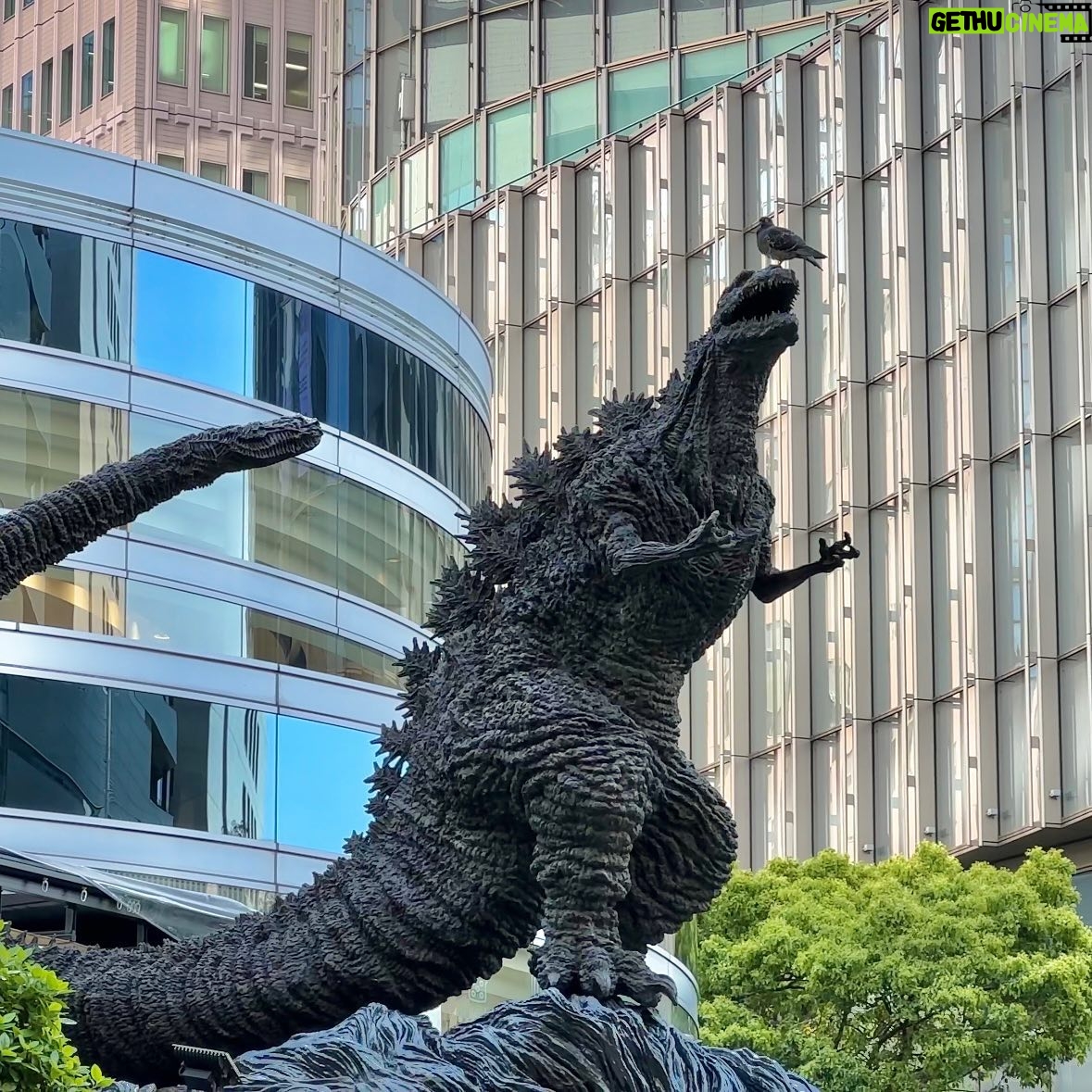 John Daub - 1.5K Likes - Tokyo’s Pigeons are Fearless. To taunt Godzilla like this … 😮