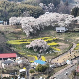 John Daub Instagram - Japan’s most beautiful tree is a 1000 year old Takizakura waterfall cherry blossom in Miharu, Fukushima seen here from 2km away. The area around the tree hasn’t always been this beautiful but the tree itself hasn’t change much in last couple of hundred years. It connects so many generations in Miharu. It’s at full blooms now until … catch it while you can.