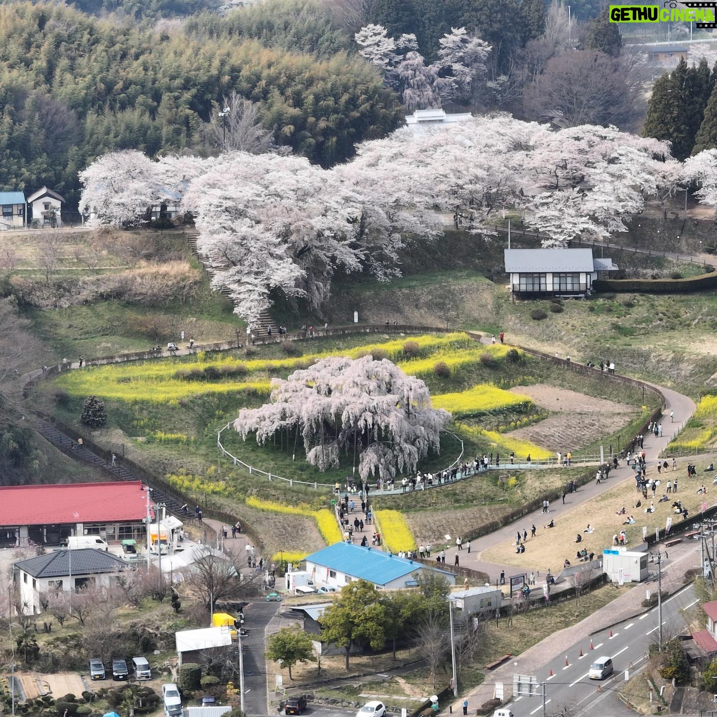 John Daub - 1.7K Likes - Japan’s most beautiful tree is a 1000 year old Takizakura waterfall cherry blossom in Miharu, Fukushima seen here from 2km away. The area around the tree hasn’t always been this beautiful but the tree itself hasn’t change much in last couple of hundred years. It connects so many generations in Miharu. It’s at full blooms now until … catch it while you can.