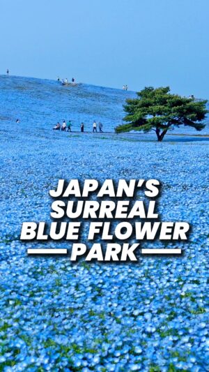 John Daub Instagram - 5.3 Million Blue Flowers, Nemophilia or baby blue-eyes, bloom in Hitachi, Japan creating a surreal scene that follows the beauty of the Cherry Blossom season so perfectly. Hitachi Seaside Park created this in 2001 and it’s been a hit with visitors! 90 min north of Tokyo, it’s time to get out of the city. When? Mid April to Early May 🤩 Entry is ¥800 or about $5 #hitachiseasidepark #blueflowers #japan #nemophilia