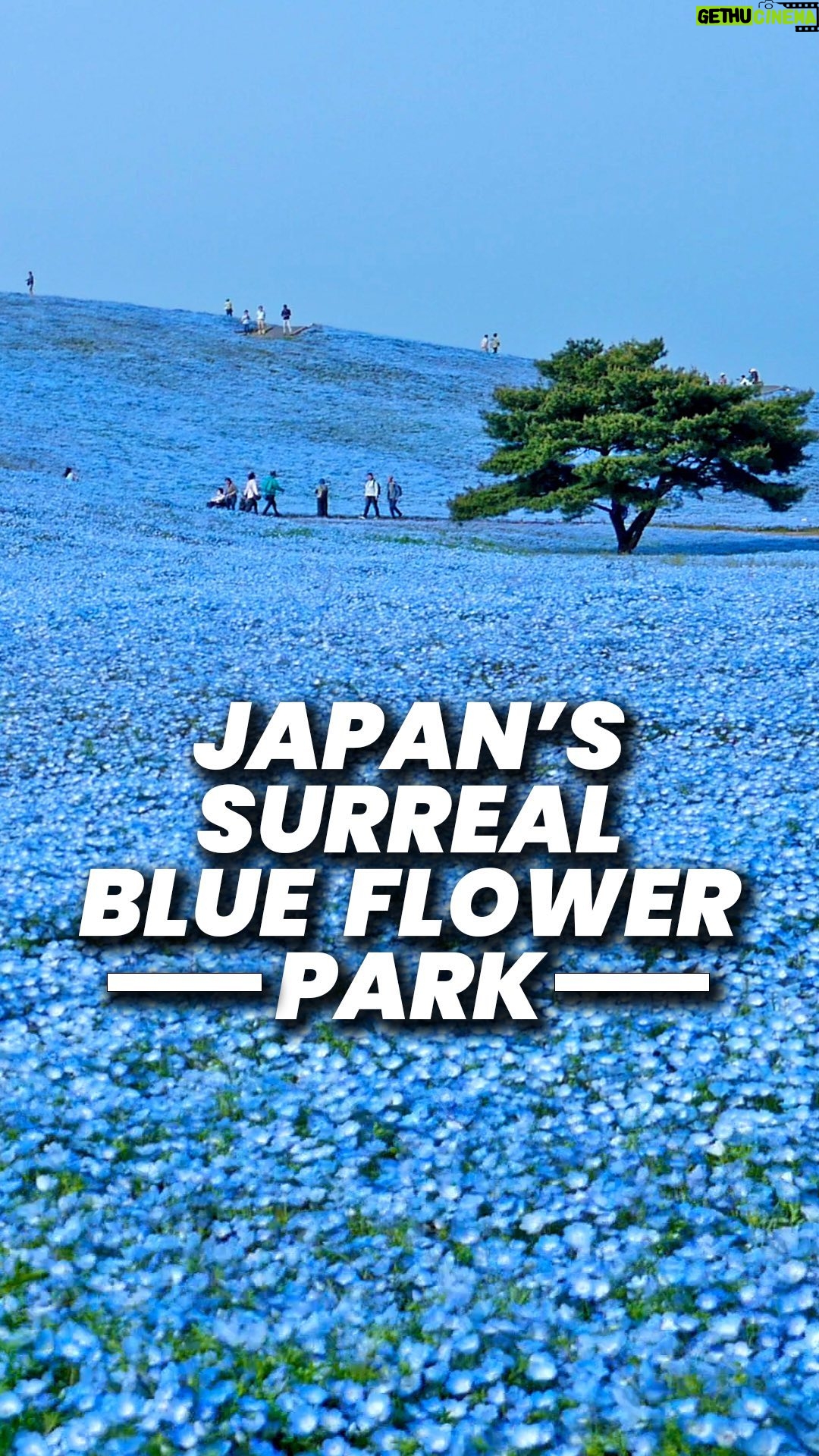 John Daub - 2.5K Likes - 5.3 Million Blue Flowers, Nemophilia or baby blue-eyes, bloom in Hitachi, Japan creating a surreal scene that follows the beauty of the Cherry Blossom season so perfectly. Hitachi Seaside Park created this in 2001 and it’s been a hit with visitors! 90 min north of Tokyo, it’s time to get out of the city. When? Mid April to Early May 🤩 Entry is ¥800 or about $5 #hitachiseasidepark #blueflowers #japan #nemophilia