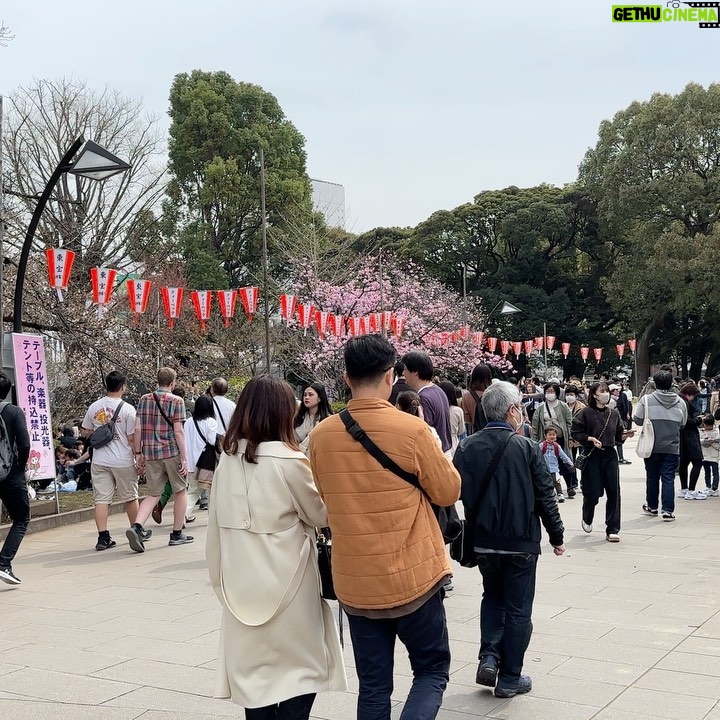 John Daub - 3.1K Likes - Tokyo’s Cherry Blossom Season started strong today — a national holiday, Ueno Park was packed, the Sakura blossoms 50% bloomed. Events back like 2019. Tomorrow and this week brings rain so fingers crossed the city gets another dry day like this. Dominos JP was delivering to Hanami-goers! Wow (video at the end) #uenopark