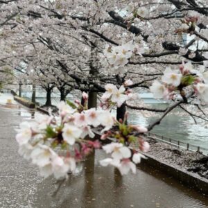 John Daub Instagram - Tokyo: The first wind and rain after full bloom usually means the end of the Cherry Blossom season in the capital. Sure, some late bloomers remain, a few trees will have blossoms for a week more, but it is all down hill for them — unless you go uphill! News reports that the blossoms move north 20km / day so up in Fukushima and Yamagata, it’s just starting! And at elevation like Mt Takao and Okuyama in Tokyo 😉