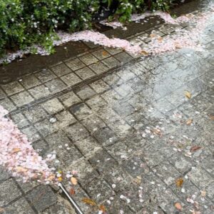 John Daub Instagram - Tokyo: The first wind and rain after full bloom usually means the end of the Cherry Blossom season in the capital. Sure, some late bloomers remain, a few trees will have blossoms for a week more, but it is all down hill for them — unless you go uphill! News reports that the blossoms move north 20km / day so up in Fukushima and Yamagata, it’s just starting! And at elevation like Mt Takao and Okuyama in Tokyo 😉