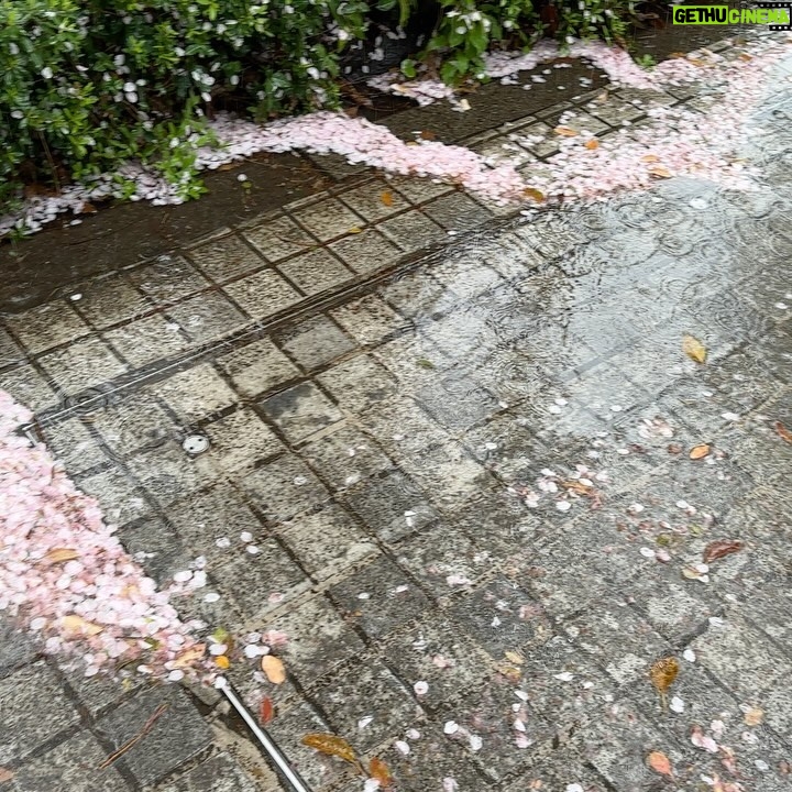 John Daub - 1.4K Likes - Tokyo: The first wind and rain after full bloom usually means the end of the Cherry Blossom season in the capital. Sure, some late bloomers remain, a few trees will have blossoms for a week more, but it is all down hill for them — unless you go uphill! News reports that the blossoms move north 20km / day so up in Fukushima and Yamagata, it’s just starting! And at elevation like Mt Takao and Okuyama in Tokyo 😉