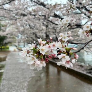 John Daub Instagram - Tokyo: The first wind and rain after full bloom usually means the end of the Cherry Blossom season in the capital. Sure, some late bloomers remain, a few trees will have blossoms for a week more, but it is all down hill for them — unless you go uphill! News reports that the blossoms move north 20km / day so up in Fukushima and Yamagata, it’s just starting! And at elevation like Mt Takao and Okuyama in Tokyo 😉