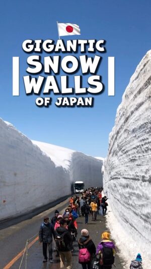 John Daub Instagram - Japan’s Giant Snow Wall corridor opens mid-April along the Tateyama-Kurobe Alpine Pass and goes on until June. The walls are over 20m high / 66ft and seeing the bus drive through the corridor is kind of funny and surreal. It’s an hour from Toyama Station and worth a visit. #japan #snowwall #tateyamakurobealpineroute