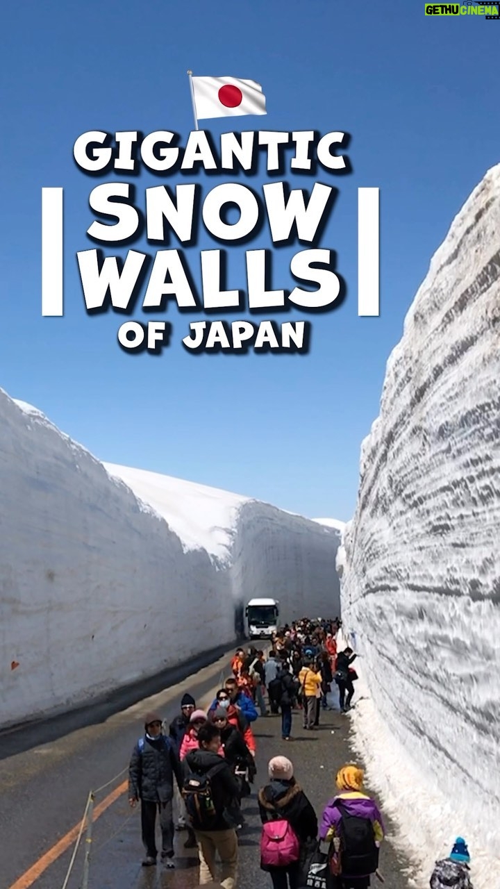 John Daub - 3.4K Likes - Japan’s Giant Snow Wall corridor opens mid-April along the Tateyama-Kurobe Alpine Pass and goes on until June. The walls are over 20m high / 66ft and seeing the bus drive through the corridor is kind of funny and surreal. It’s an hour from Toyama Station and worth a visit. #japan #snowwall #tateyamakurobealpineroute