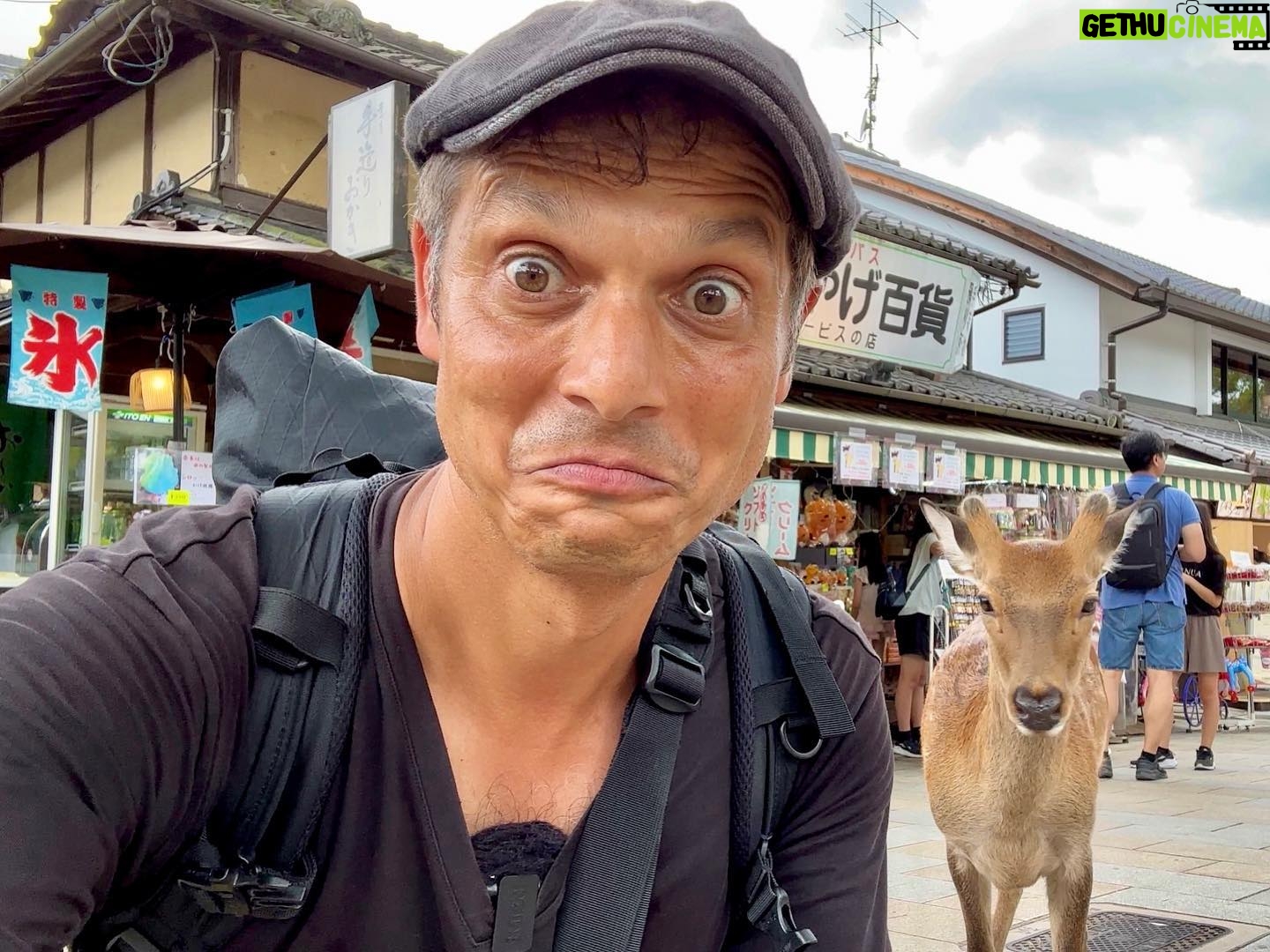 John Daub - 1.5K Likes - The Deer of Nara 🦌 cannot be ignored, their photobombing has reached a new height. Seriously, I’ve got no Shika Sembei (Deer Crackers) for you mate! Should the city stop allowing tourists to feed the deer? Saw 3 near misses with cars, deer running across roads to get to tourists with food and yet — they’re an inseparable part of the city’s image 😂 cute — but dangerous. Now how do I clean off the bottom of my shoes 💩 before getting on the Shinkansen?