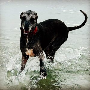 John Heilemann Instagram - Namaste, peeps, and Happy 4th — on which #dzadognyc @gangsteroflovenyc is celebrating his own (physical) independence after 3 restful & rehabilitative but romp-free months following his second successful acl surgery courtesy Dr Pamela Tha God Schwartz at @amcny. And I’ll tell you: He is one *very* exhausted but *very* happy doggo right now. #gangsteroflove #backinthenewyorkgroove #dontcallitacomeback #backinblack 🐶🐾🐾🌊🇺🇸🖤🤍