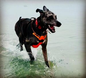 John Heilemann Instagram - Namaste, peeps, and Happy 4th — on which #dzadognyc @gangsteroflovenyc is celebrating his own (physical) independence after 3 restful & rehabilitative but romp-free months following his second successful acl surgery courtesy Dr Pamela Tha God Schwartz at @amcny. And I’ll tell you: He is one *very* exhausted but *very* happy doggo right now. #gangsteroflove #backinthenewyorkgroove #dontcallitacomeback #backinblack 🐶🐾🐾🌊🇺🇸🖤🤍