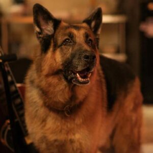 John Reardon Instagram - We’re back soon. February 20th 8pm est @hudsonandrex @brbk9 @viicmanson @maykonguyen @thekevinhanchard @justinckelly125 #rex #hudsonandrex #germanshepherd #dogs #dogofinstagram #detectives #crimeshow #drama #copshow #newfoundland #canada #tv