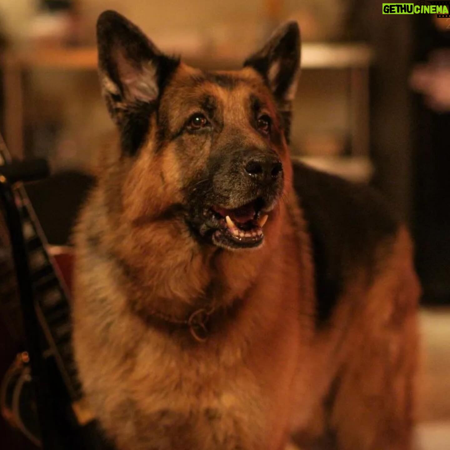 John Reardon - 4.1K Likes - We’re back soon. February 20th 8pm est @hudsonandrex @brbk9 @viicmanson @maykonguyen @thekevinhanchard @justinckelly125 #rex #hudsonandrex #germanshepherd #dogs #dogofinstagram #detectives #crimeshow #drama #copshow #newfoundland #canada #tv