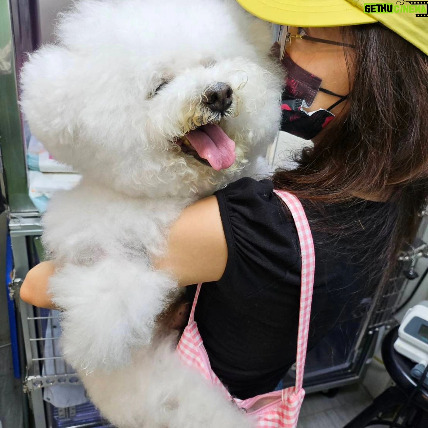 Jolin Tsai - 334K Likes - 最後身影
2006 Jan7 -2024 July 3
離別總是那麼沉重和不捨
因生活的每步足跡
都曾有你
給我最愛的熊
想像很多次與你離別
但從沒想過會是這樣的離別
迅速又衝擊
現在想起你 還是會忍不住淚水
媽咪很幸福,留下的都是你笑笑的樣子
謝謝你總是善解人意
獨自勇敢地面對疼痛的折磨
媽咪還想再緊緊抱著你, 把手藏在你毛茸茸的耳朵裡,拍你屁屁,玩無聊的沙發追逐遊戲,帶你去片場和小巨蛋溜達,再把你整理像棉花糖一樣白鬆軟的陪媽咪看電視...
無奈時間讓身體器官匹配不上你的活力,必須轉身離開,去其他星球施展你治癒的魅力
留下無數篇關於你的影片和照片, 彷彿你從未離開過
謝謝你陪我度過無數個平凡的日子
接納我最黑暗的一面
你總要的那麼少,給我的卻那麼多
謝謝你如此無條件的愛媽咪
媽咪好愛你 ,好想妳, 我的寶貝熊
我們下次再見了喔❤️❤️❤️
My Forever Forever Forever love 😘 😘 😘
來地球遊玩18年的皮永俊 @bichon_whoohoo
謝謝大家也這麼疼愛他