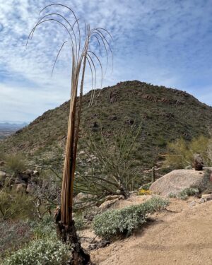 Jon Miller Instagram - SWIPE⬅️ 🌵⚾️ #sfgiants #springtraining Hiking on a day off. Back on the radio tomorrow @giants v @dodgers 12:05p, PST on @knbr and the Giants Radio Network. #pinnaclepeak #dodgers #hikingdog #hikingadventure #yaaasss ⚾️🌵