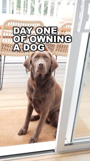 Jordan Watson Instagram - Owning a dog be like…
#dog #choclab #funnypets #labrador #howtodadnz