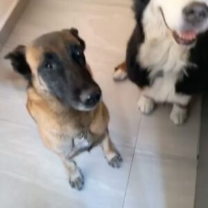 José Ron Instagram - El amor transforma ❤️ 
Esteriliza 
No abandones 
Adopta 
No compres de los criaderos