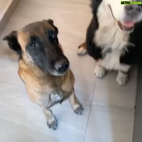 José Ron - 3 Likes - El amor transforma ❤️
Esteriliza
No abandones
Adopta
No compres de los criaderos