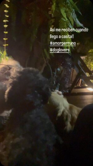 Juan Manuel Bernal Instagram - ♥️♥️#adoptanocompres