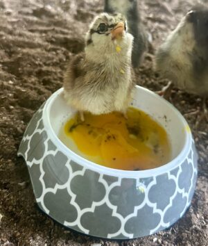 Judith Rakers Instagram - Der neue Star auf der Farm. TWEETY🐣🐥

(Hat sich berappelt dank Powerfood-Extraportionen)

So, dass war jetzt aber erstmal der letzte Küken-Post. Das eskaliert hier völlig mit dem Chicken-Content. 😂

#meinekleineFarm #homefarming #Federfreunde #tweety #diedreivondertankstelle