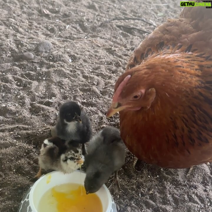 Judith Rakers - 13.1K Likes - Der neue Star auf der Farm. TWEETY🐣🐥
(Hat sich berappelt dank Powerfood-Extraportionen)
So, dass war jetzt aber erstmal der letzte Küken-Post. Das eskaliert hier völlig mit dem Chicken-Content. 😂
#meinekleineFarm #homefarming #Federfreunde #tweety #diedreivondertankstelle