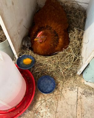 Judith Rakers Instagram - Ich sehe was, was du nicht siehst und es ist GRAU 😍🥰🥰🥰🥰🥰🥰🥰🥰🥰🥰🥰🥰#meinekleineFarm #homefarming #chickencontent #naturbrut #willkommen