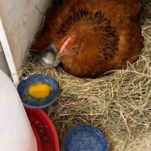 Judith Rakers Instagram - Ich sehe was, was du nicht siehst und es ist GRAU 😍🥰🥰🥰🥰🥰🥰🥰🥰🥰🥰🥰🥰#meinekleineFarm #homefarming #chickencontent #naturbrut #willkommen