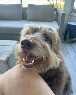 Julie Bélanger Instagram - Juin et ses amis 🌸🥂🐶🐢